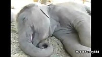So Many Animals, So Many Different Snores