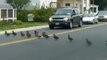 56 Ducks Crossing The Road