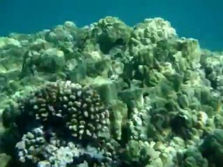 Snorkeling at Olowalu, Maui
