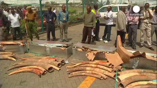 Consensus international pour sauver les éléphants d'Afrique