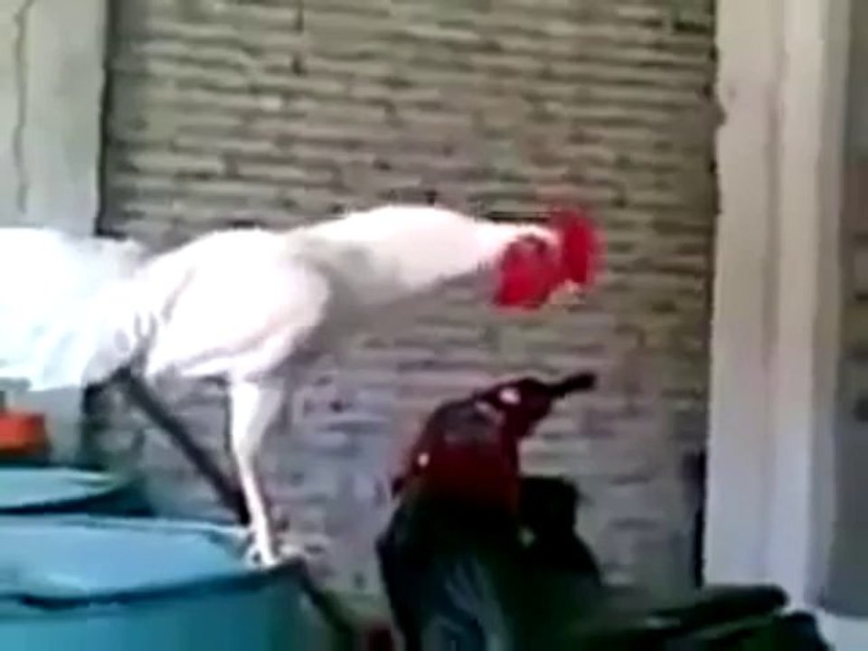 Kanjer kukkar...:)