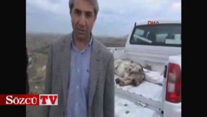 Yolda çiftleşen kurtlara araç çarptı