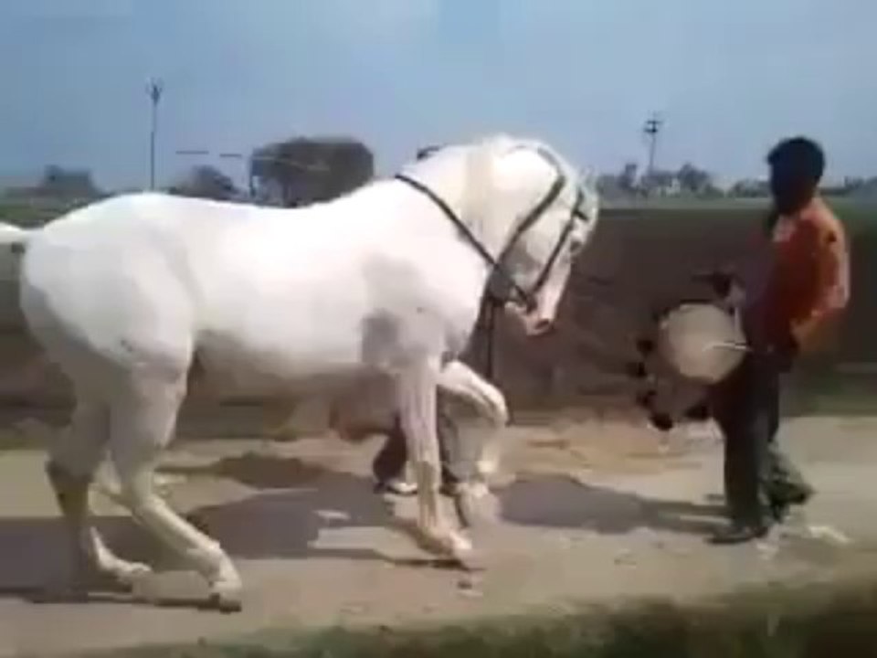horse dances - Copy