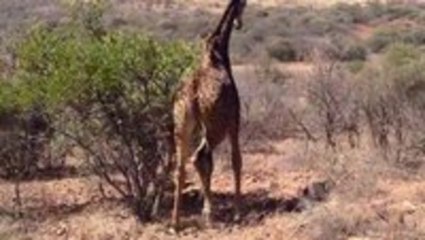 Giraffe Stalks Cyclist