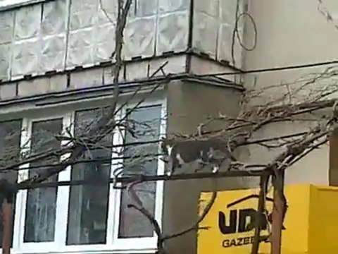 Une chatte ramène son chaton à la maison