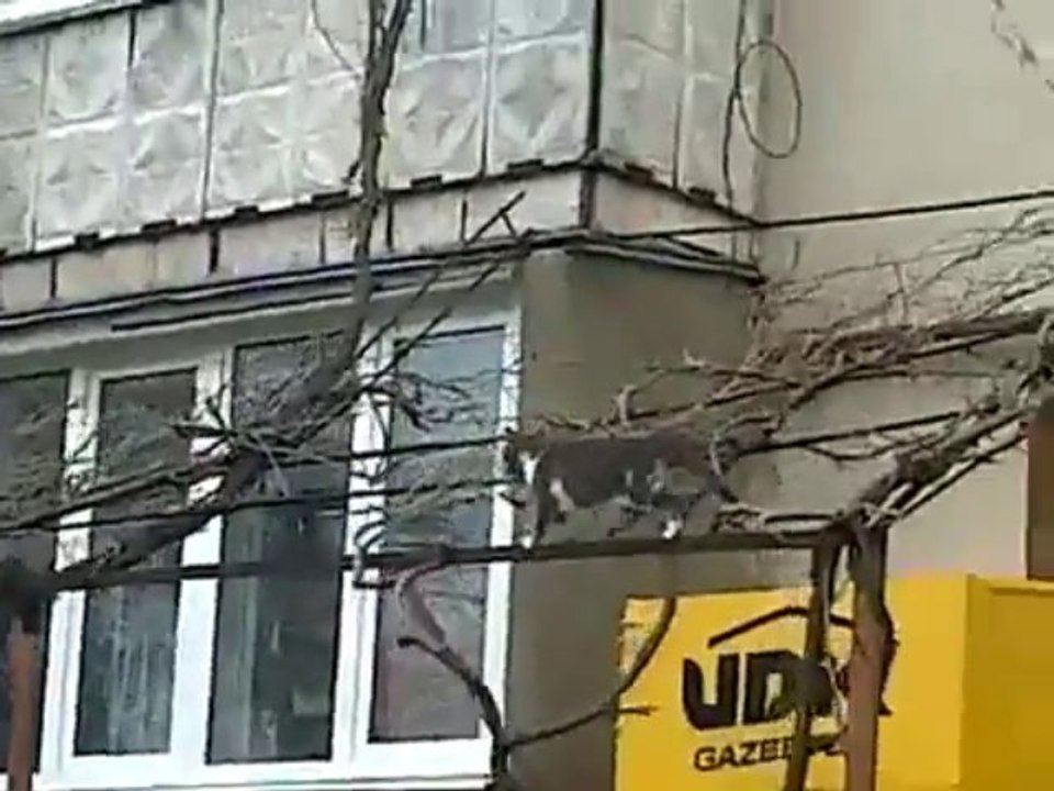 Une chatte ramène son chaton à la maison