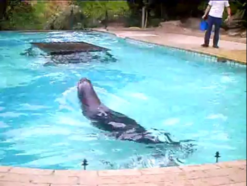 otarie cherbourg....il y a encore quelques années . . . . . .