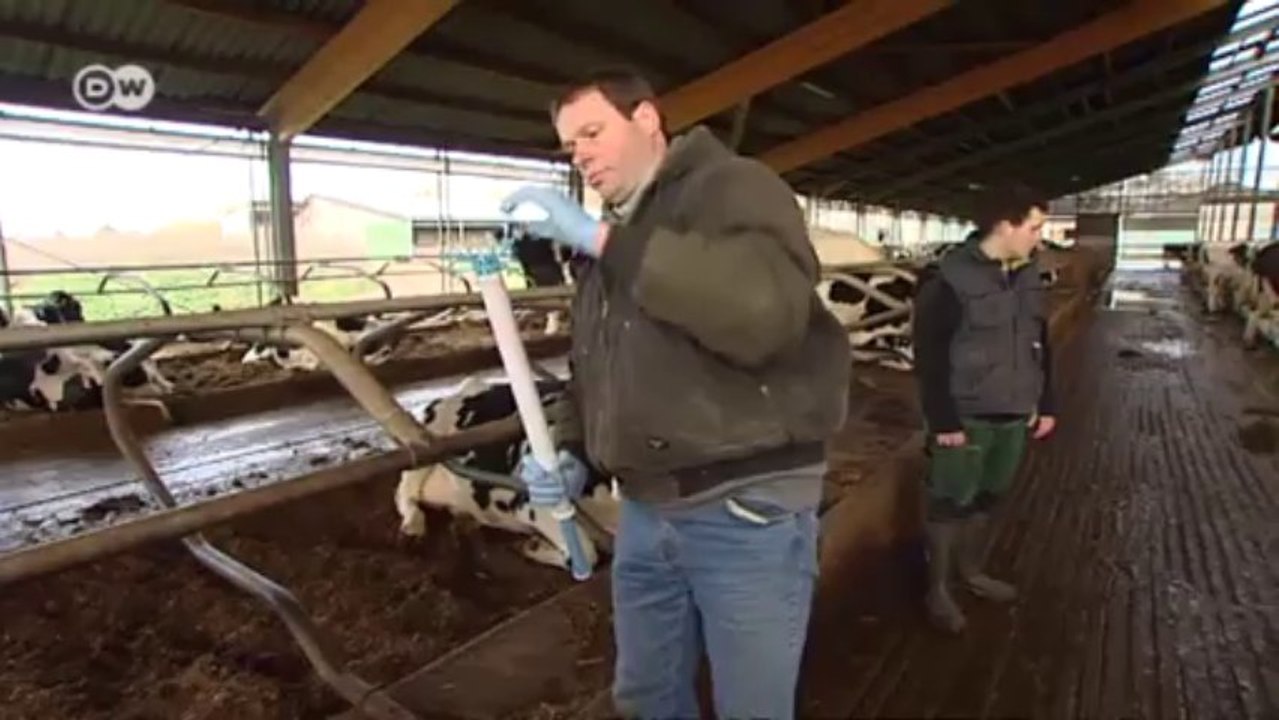 Kühe liefern Daten per SMS | Made in Germany