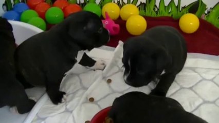 29ème vidéo :  Le repas