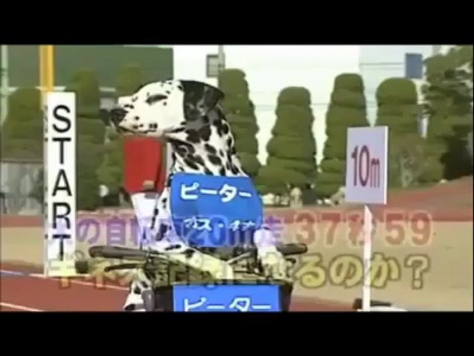 hahahaha dogiiiiiii