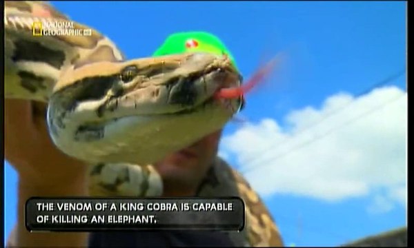 Табу САЩ Странни лекарства Във Флорида хирург прави повече от 15 хил. Удължаващи караката операции. А ентусиаст инжектира във вените си змийска отрова.