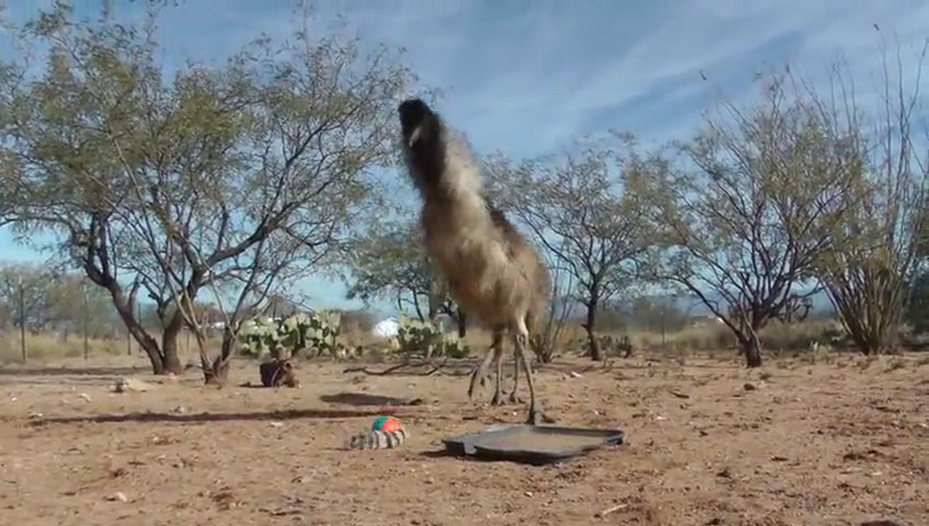 Emus And Ostriches Freak Out Over Weasel Ball