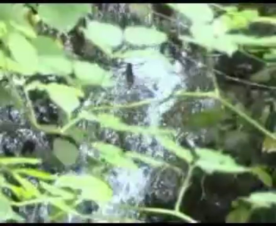 Oy Sürmene Sürmene İbrahim CAN