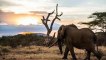 Botswana summit agreement to safe elephants