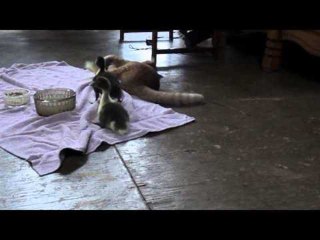 Ducklings Fearlessly Attack Kitten