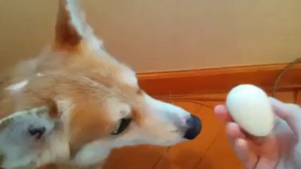 Unbelievable Trick Of Uncover Boiled Egg By Hot Desi Video