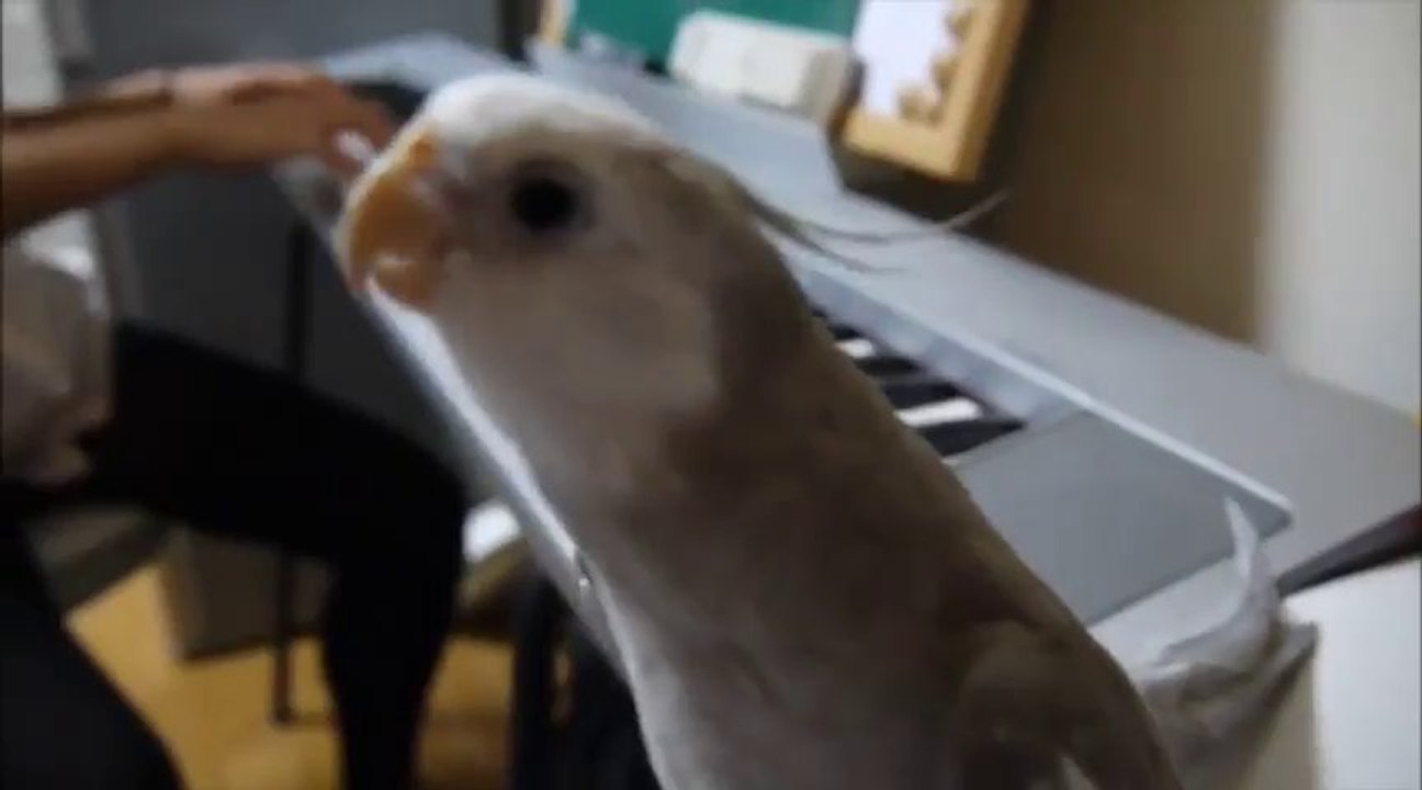 Sweetest Parrot Ever