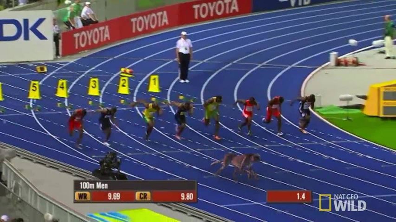 Usain Bolt vs Guépard