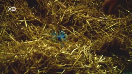 ثورة في الحظيرة - أبقار توفر بيانات عبر الرسائل النصية القصيرة | صنع في ألمانيا