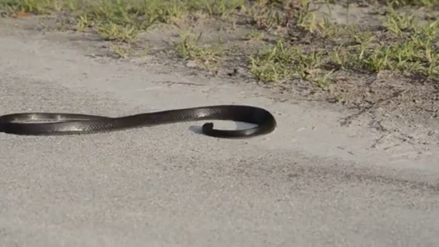 Un gros serpent fait une attaque en pleine route.... Enorme!