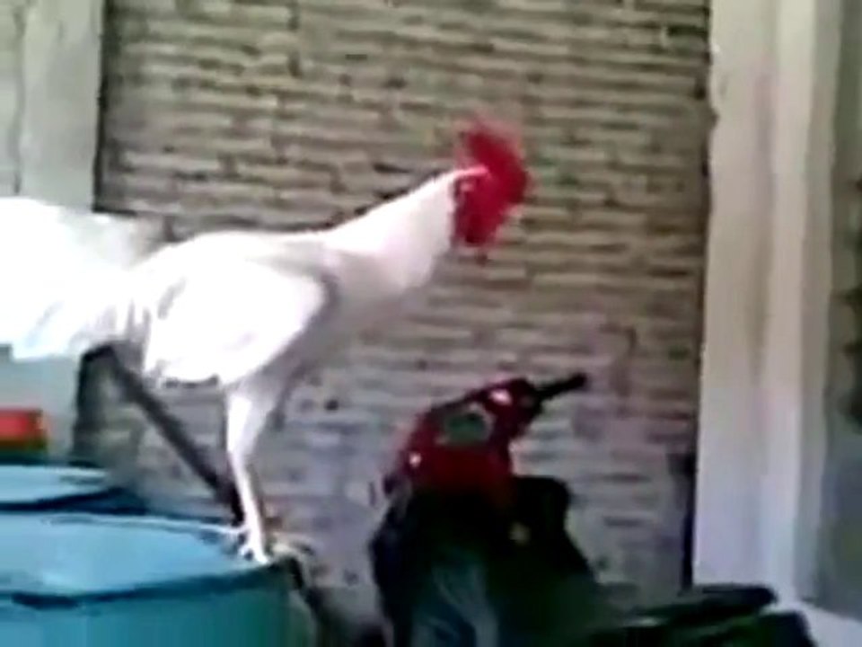 Chicken Laughter