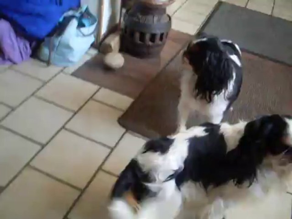 HYMA SUMAC DE LA VERTE ALBION