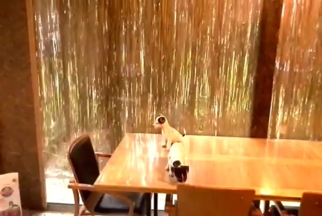 SATILIK KORSAN MASKELİ JACK RUSSELL YAVRULARI MUĞLA 0 532 410 63 43