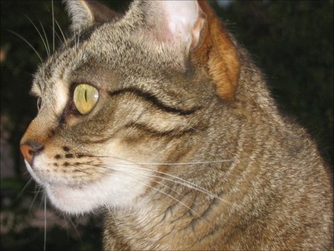 Michel Corringe - Café bleu - Album 'Aldebaran' - 1982 - Photos Malou