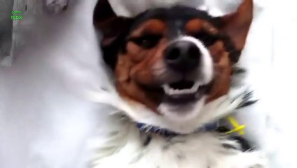 Des chiens qui ont le smile! - Compilation d'animaux!