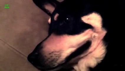 Funny Dogs Smiling - animal Compilation 2013