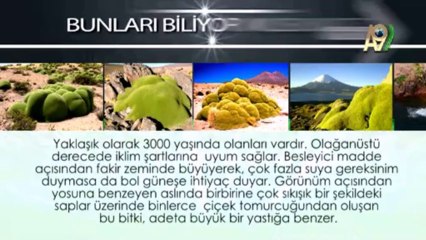 Bunları biliyor musunuz? Yareta Bitkisi
