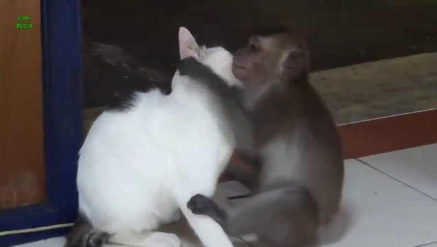 Cats, dogs, monkeys... So funny animals compilation - Enjoy!