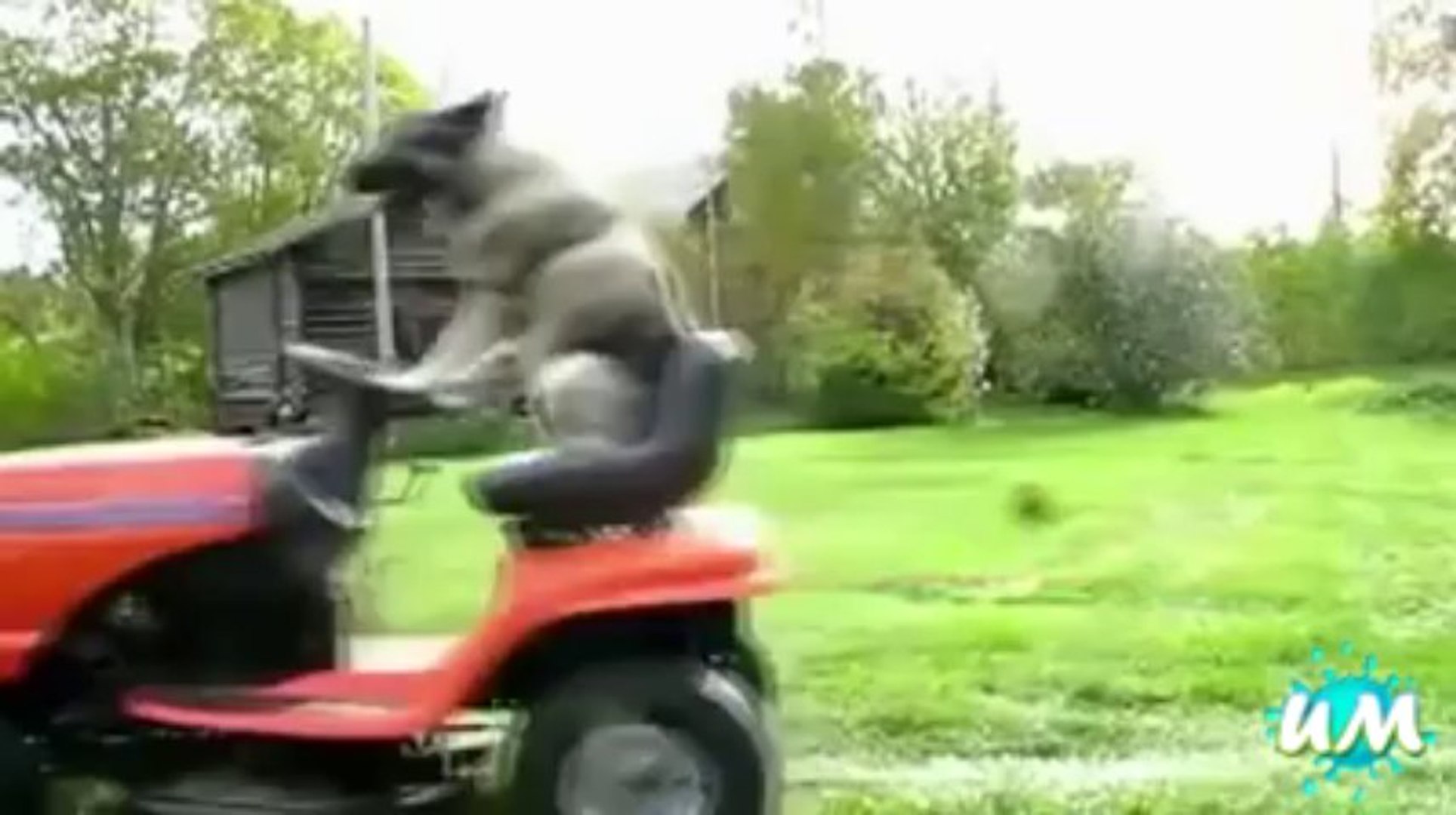 ⁣Crazy Pets Very Funny By Hot Desi Video
