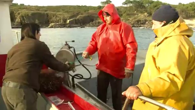 Les Espagnols friands du pouce-pied, un crustacé atypique