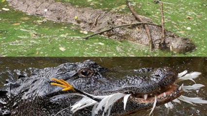 Say Your Prayers: Crocs and Gators Observed Using Tools