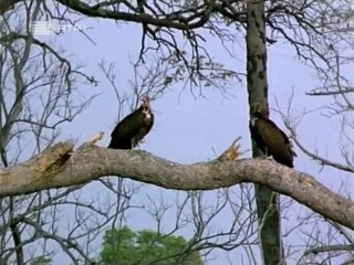 O Império dos Elefantes - Episódio #1 - RTP1