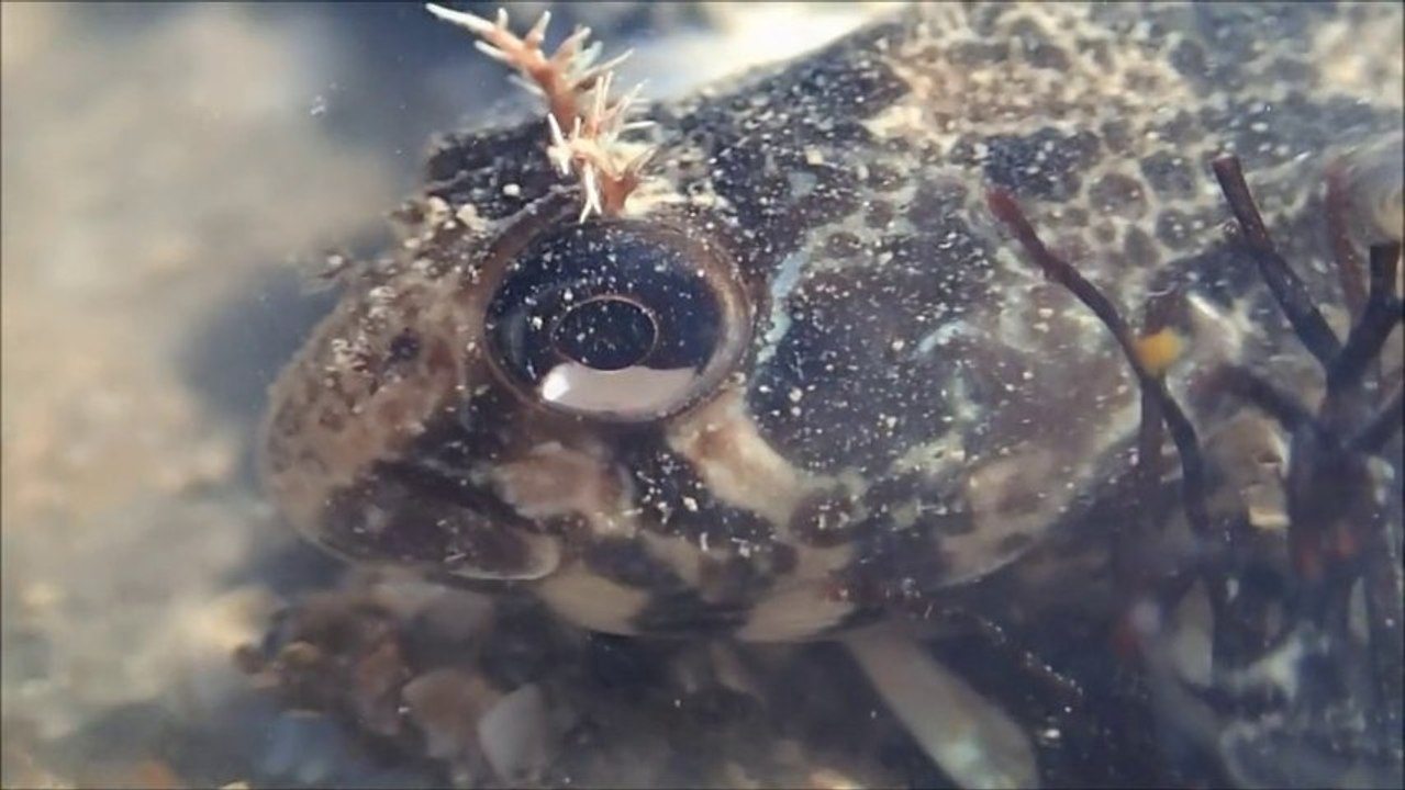 Cabot, la blennie gattorugine