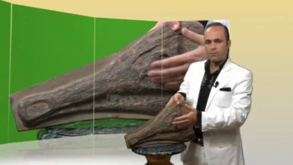 Creation Museum - Crocodile skull