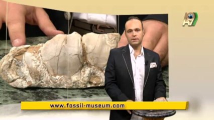 Creation Museum - Teeth of elephant