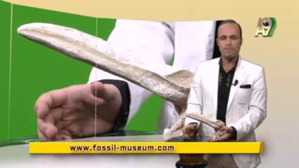 Creation Museum - Pelican  beak