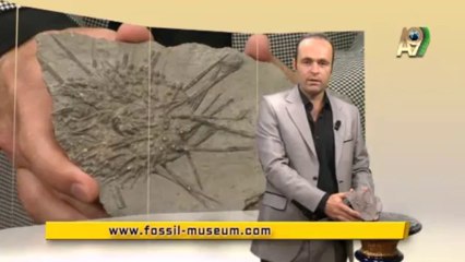 Creation Museum - Sea urchin