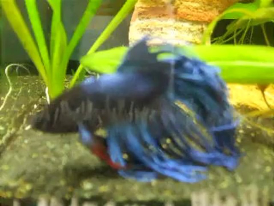 Maximus - Décembre 2013