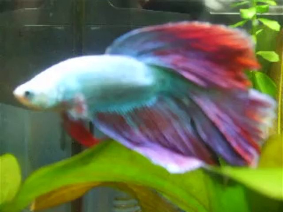 Arc-en-ciel - Décembre 2013