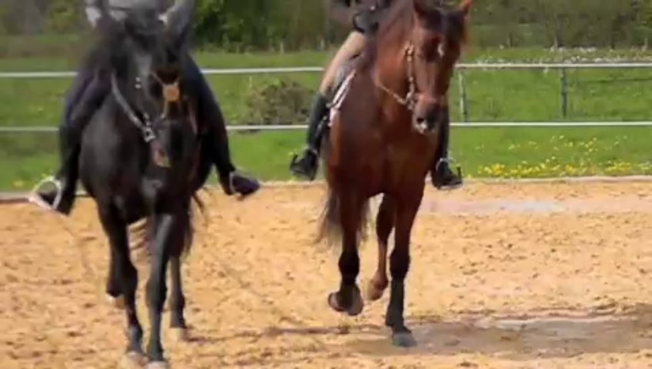 FURIA étalon pure race espagnol pleins papiers 8ans