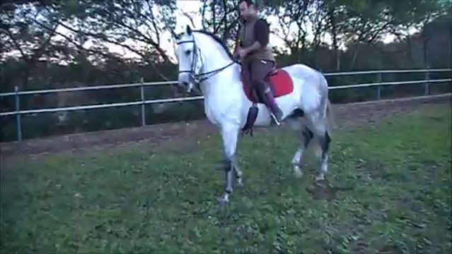 BRILLANTE pure race espagnol pleins papiers 8ans