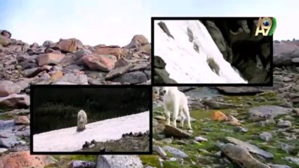 Dağ keçisi yavrularının doğar doğmaz gördüklerini biliyor muydunuz?