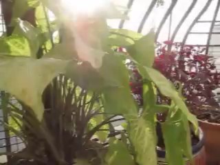 flower-pots-arvind-pandit