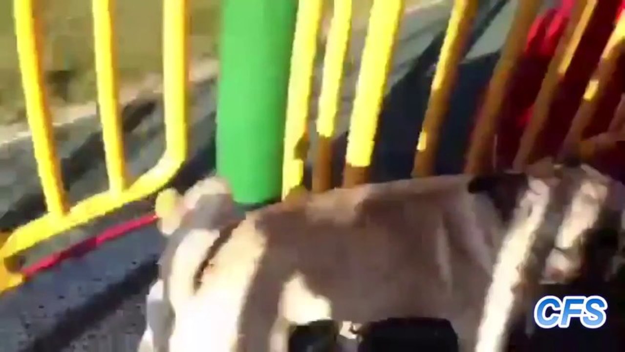 Des carlins sur des toboggans [26.11.2013]