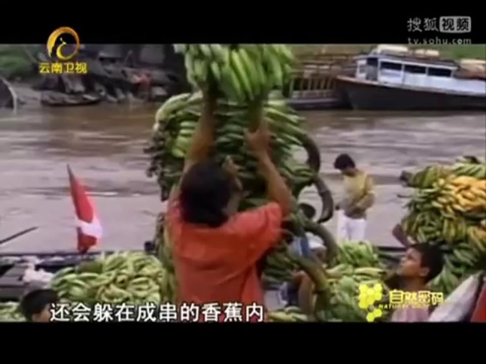 亚马逊之最