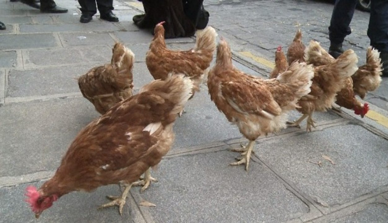 "La Manif pour tous" jette des poules devant l'Assemblée
